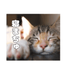 うちのキュートなネコちゃんスタンプ（個別スタンプ：10）