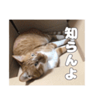 うちのキュートなネコちゃんスタンプ（個別スタンプ：12）