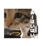 うちのキュートなネコちゃんスタンプ（個別スタンプ：14）