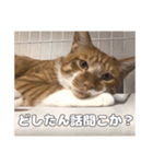 うちのキュートなネコちゃんスタンプ（個別スタンプ：15）