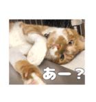 うちのキュートなネコちゃんスタンプ（個別スタンプ：20）