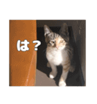 うちのキュートなネコちゃんスタンプ（個別スタンプ：22）
