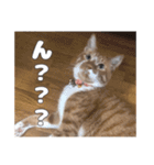 うちのキュートなネコちゃんスタンプ（個別スタンプ：23）