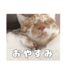うちのキュートなネコちゃんスタンプ（個別スタンプ：24）
