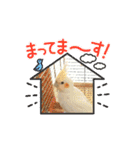 オカメちゃん一家（個別スタンプ：12）