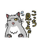 映えたい猫はみんなから愛されたいのだ（個別スタンプ：13）