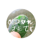 石のあいさつスタンプ（個別スタンプ：1）