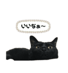 わがやのにゃんずスタンプ（個別スタンプ：22）