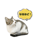 野良猫のキョロちゃん+α（個別スタンプ：2）
