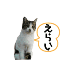 野良猫のキョロちゃん+α（個別スタンプ：3）