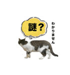 野良猫のキョロちゃん+α（個別スタンプ：4）