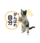 野良猫のキョロちゃん+α（個別スタンプ：7）