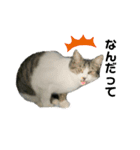 野良猫のキョロちゃん+α（個別スタンプ：9）