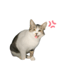 野良猫のキョロちゃん+α（個別スタンプ：10）