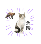 野良猫のキョロちゃん+α（個別スタンプ：12）