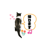 野良猫のキョロちゃん+α（個別スタンプ：13）