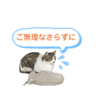 野良猫のキョロちゃん+α（個別スタンプ：15）