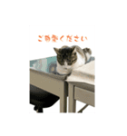 野良猫のキョロちゃん+α（個別スタンプ：16）