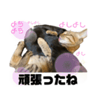 お酒とネコ好きな日常会話22（個別スタンプ：11）