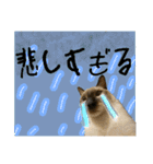 お酒とネコ好きな日常会話22（個別スタンプ：40）