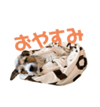 ARTS君（個別スタンプ：4）