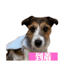 ARTS君（個別スタンプ：11）