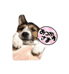 ARTS君（個別スタンプ：12）