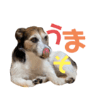ARTS君（個別スタンプ：26）