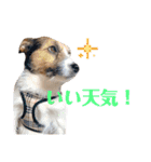 ARTS君（個別スタンプ：35）