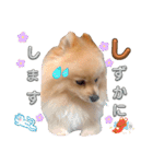 はる あかさたな①（個別スタンプ：12）