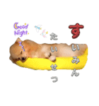 はる あかさたな①（個別スタンプ：13）