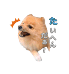 はる あかさたな②（個別スタンプ：1）