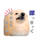 はる あかさたな②（個別スタンプ：15）