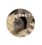 はむちゃんずぅぅの日常（個別スタンプ：1）