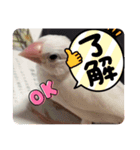 文鳥好き（個別スタンプ：8）