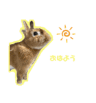 ここぽぽとと（個別スタンプ：3）