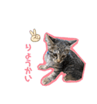 ここぽぽとと（個別スタンプ：8）