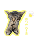 ここぽぽとと（個別スタンプ：11）