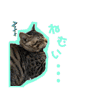 ここぽぽとと（個別スタンプ：17）
