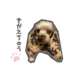 ここぽぽとと（個別スタンプ：19）