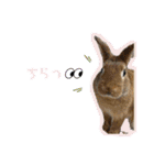 ここぽぽとと（個別スタンプ：24）