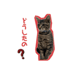 ここぽぽとと（個別スタンプ：26）