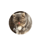 犬と書いてネコと読む。(1)（個別スタンプ：7）