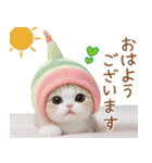 メロン帽が可愛い スコティッシュ猫2 敬語（個別スタンプ：1）