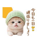 メロン帽が可愛い スコティッシュ猫2 敬語（個別スタンプ：2）