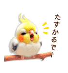 関西弁やで♡羊毛オカメインコの日常連絡（個別スタンプ：15）