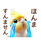 関西弁やで♡羊毛オカメインコの日常連絡（個別スタンプ：23）