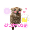 シープードルタピオカ物語3 トイプードル（個別スタンプ：3）