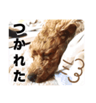 シープードルタピオカ物語3 トイプードル（個別スタンプ：8）