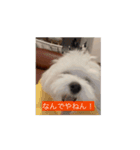 しょんぼり顔の犬 動くほたて1（個別スタンプ：7）